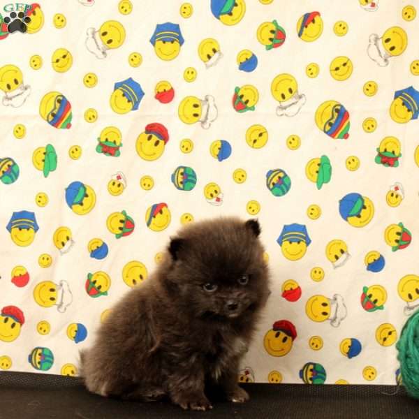 Dylan, Pomeranian Puppy